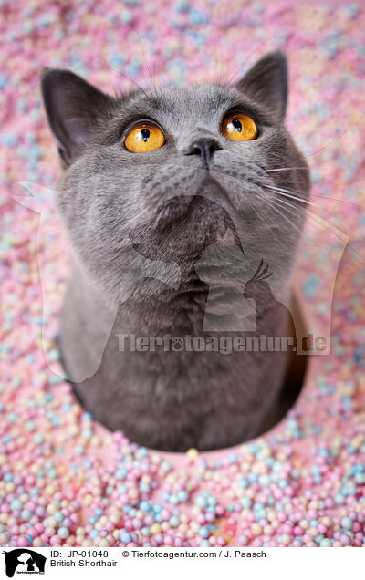 Britisch Kurzhaar / British Shorthair / JP-01048