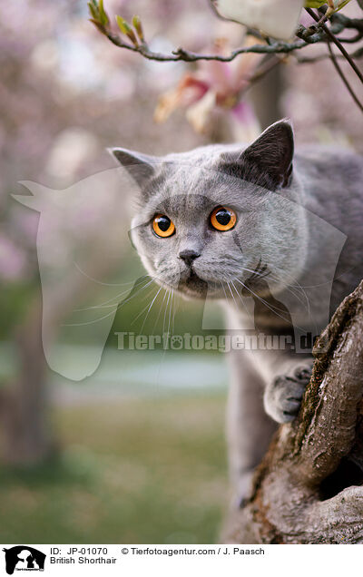 Britisch Kurzhaar / British Shorthair / JP-01070