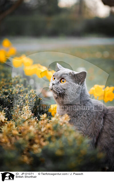 Britisch Kurzhaar / British Shorthair / JP-01071