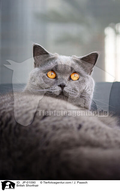 Britisch Kurzhaar / British Shorthair / JP-01090