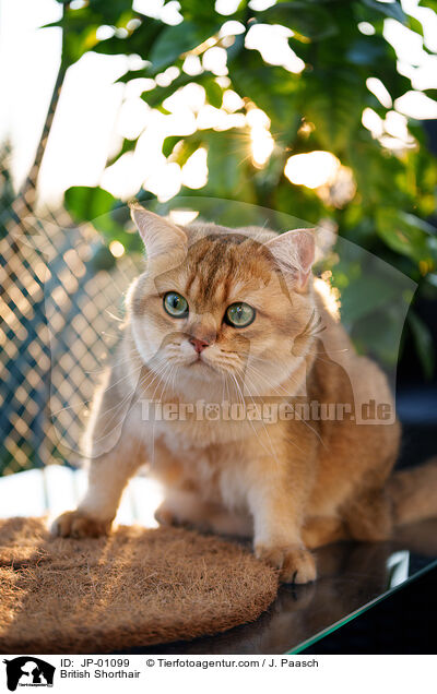 Britisch Kurzhaar / British Shorthair / JP-01099