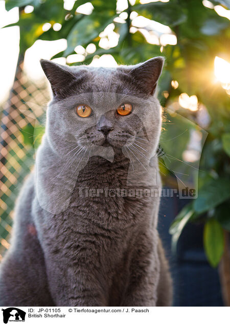 Britisch Kurzhaar / British Shorthair / JP-01105