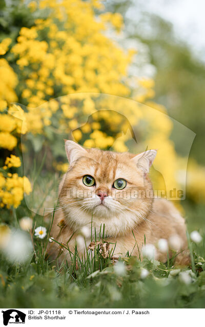 Britisch Kurzhaar / British Shorthair / JP-01118