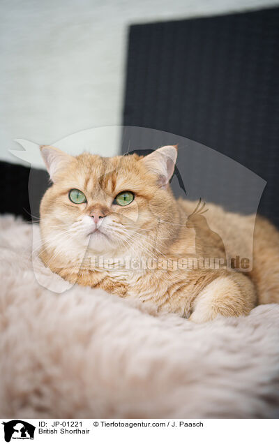 Britisch Kurzhaar / British Shorthair / JP-01221