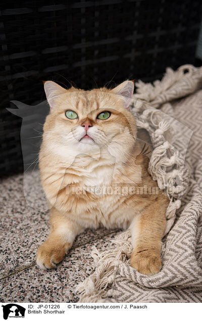 Britisch Kurzhaar / British Shorthair / JP-01226