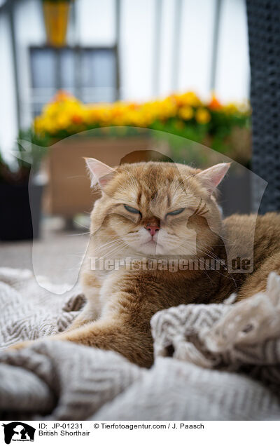 Britisch Kurzhaar / British Shorthair / JP-01231