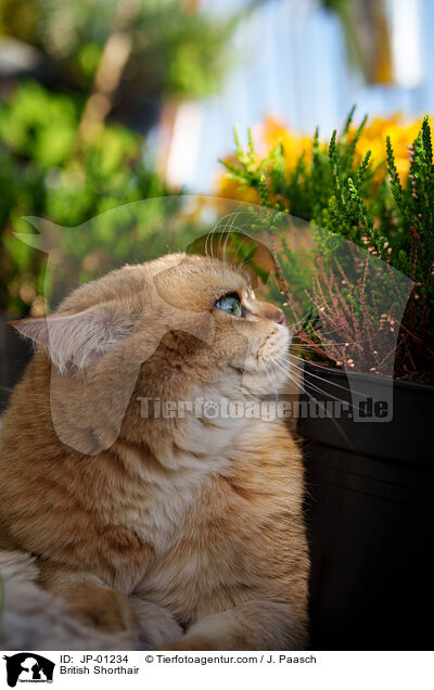 Britisch Kurzhaar / British Shorthair / JP-01234