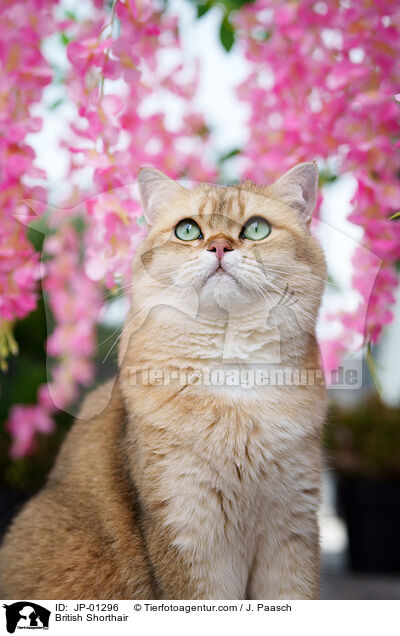 Britisch Kurzhaar / British Shorthair / JP-01296