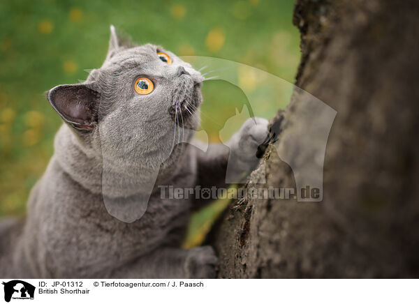 British Shorthair / JP-01312