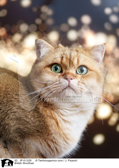 Britisch Kurzhaar / British Shorthair / JP-01329