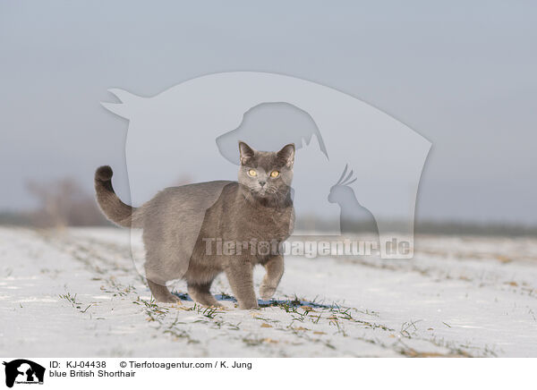 blaue Britisch Kurzhaar / blue British Shorthair / KJ-04438