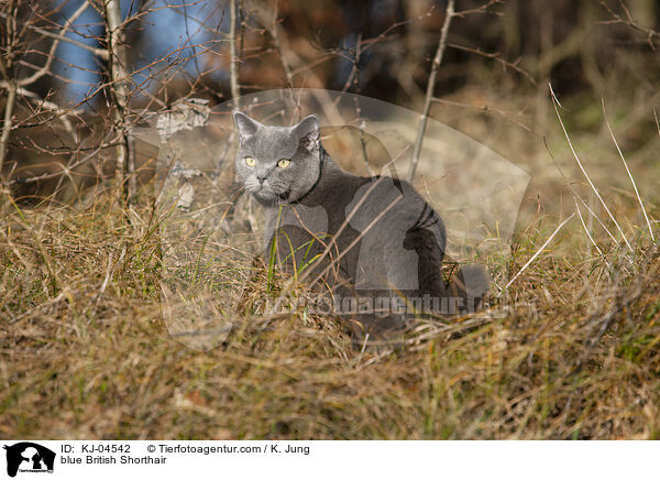 blue British Shorthair / KJ-04542