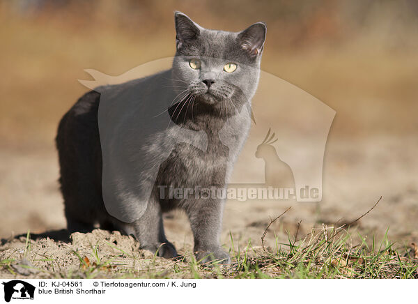 blaue Britisch Kurzhaar / blue British Shorthair / KJ-04561