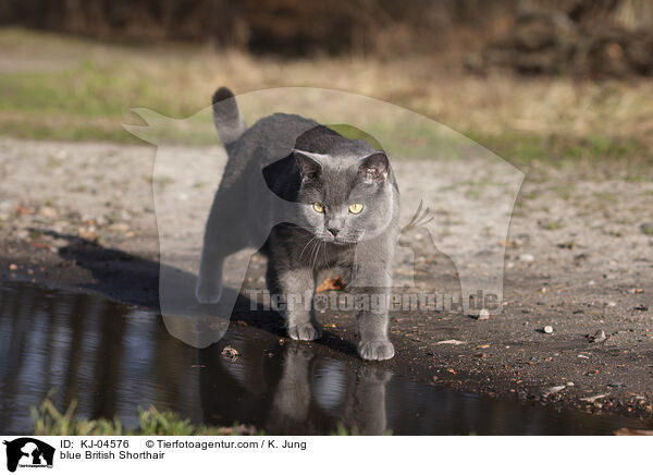 blaue Britisch Kurzhaar / blue British Shorthair / KJ-04576