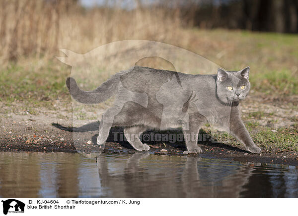 blaue Britisch Kurzhaar / blue British Shorthair / KJ-04604