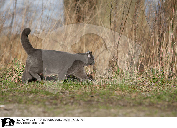 blaue Britisch Kurzhaar / blue British Shorthair / KJ-04608