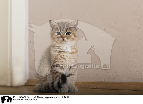 British Shorthair Kitten / HBO-06241