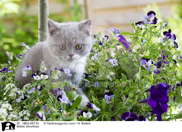 Britisch Kurzhaar / British Shorthair / HBO-06733