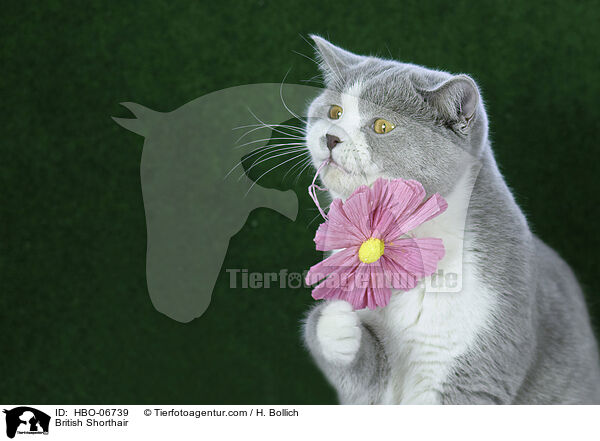 Britisch Kurzhaar / British Shorthair / HBO-06739