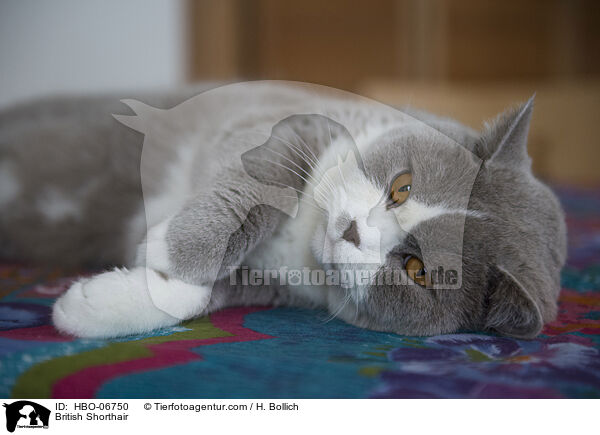 Britisch Kurzhaar / British Shorthair / HBO-06750