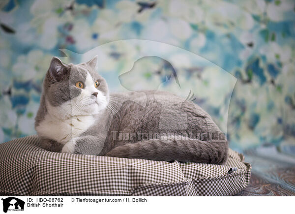 Britisch Kurzhaar / British Shorthair / HBO-06762