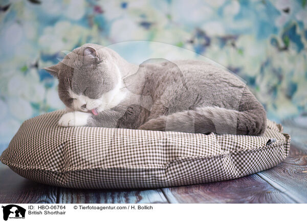 Britisch Kurzhaar / British Shorthair / HBO-06764