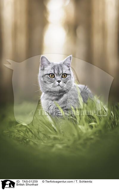 Britisch Kurzhaar / British Shorthair / TAS-01259