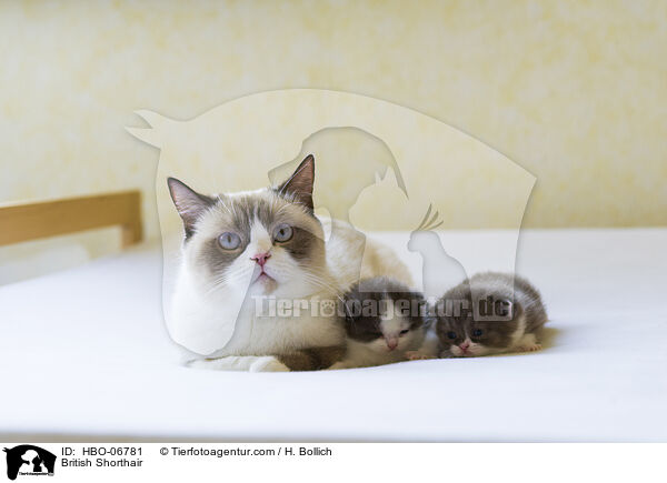 Britisch Kurzhaar / British Shorthair / HBO-06781