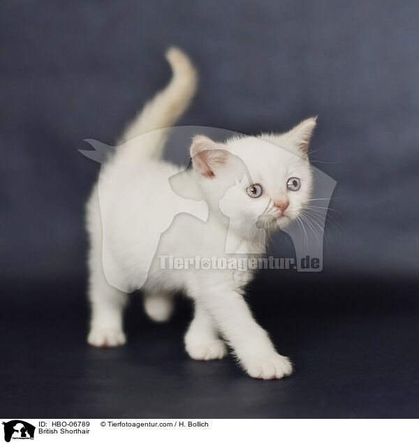 Britisch Kurzhaar / British Shorthair / HBO-06789