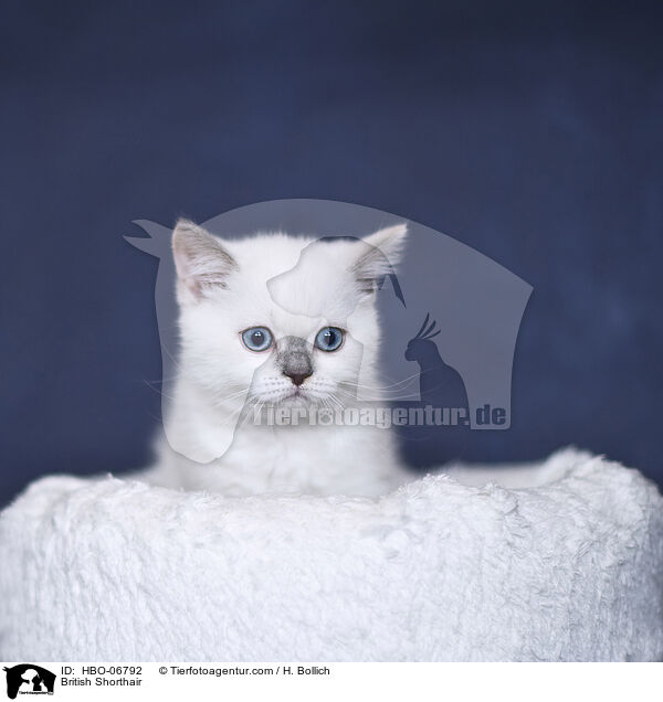 Britisch Kurzhaar / British Shorthair / HBO-06792