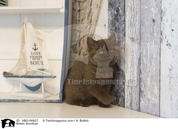 Britisch Kurzhaar / British Shorthair / HBO-06827