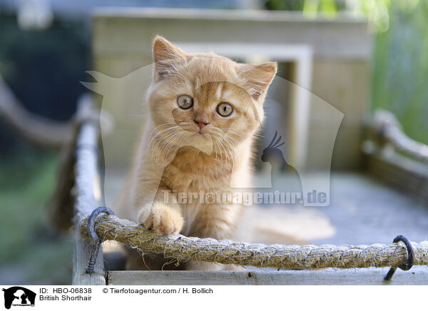 Britisch Kurzhaar / British Shorthair / HBO-06838