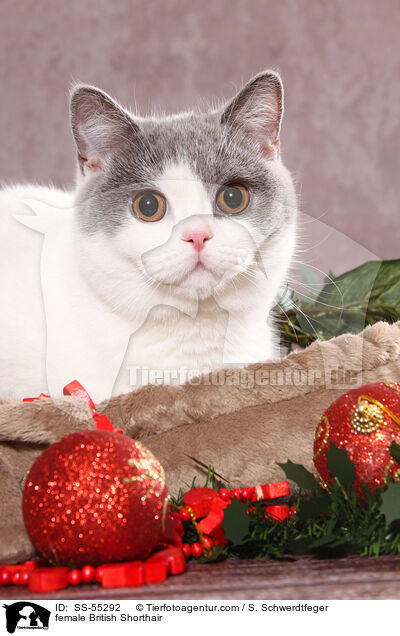 Britisch Kurzhaar Ktzin / female British Shorthair / SS-55292