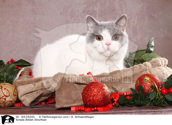 Britisch Kurzhaar Ktzin / female British Shorthair / SS-55293