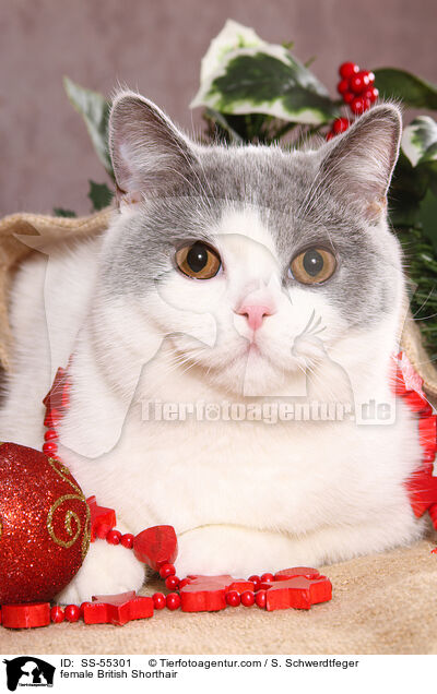 Britisch Kurzhaar Ktzin / female British Shorthair / SS-55301