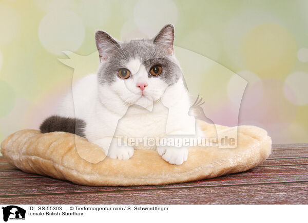 Britisch Kurzhaar Ktzin / female British Shorthair / SS-55303