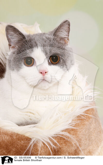 Britisch Kurzhaar Ktzin / female British Shorthair / SS-55306