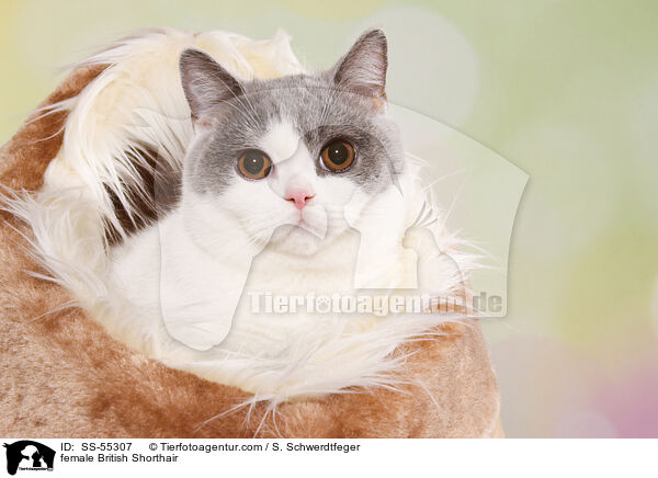 Britisch Kurzhaar Ktzin / female British Shorthair / SS-55307