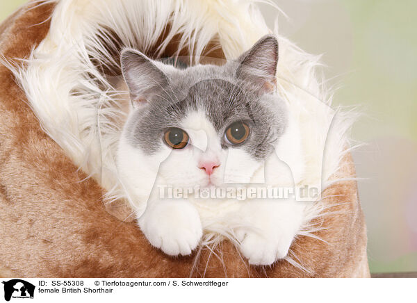 Britisch Kurzhaar Ktzin / female British Shorthair / SS-55308