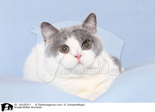 Britisch Kurzhaar Ktzin / female British Shorthair / SS-55311