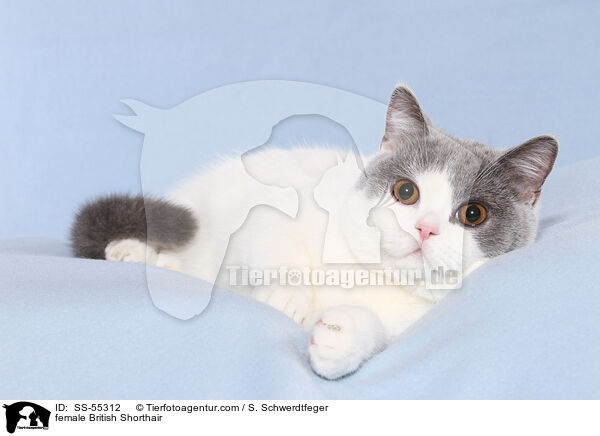 Britisch Kurzhaar Ktzin / female British Shorthair / SS-55312