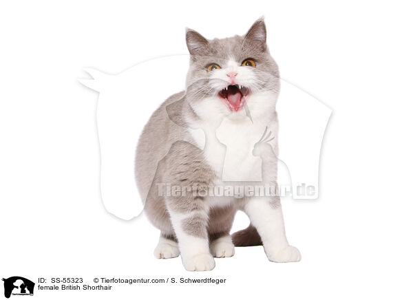 Britisch Kurzhaar Ktzin / female British Shorthair / SS-55323