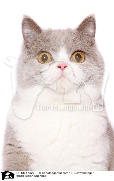 Britisch Kurzhaar Ktzin / female British Shorthair / SS-55327