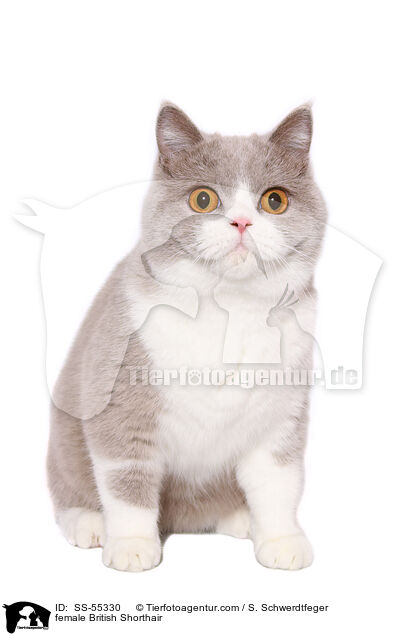 Britisch Kurzhaar Ktzin / female British Shorthair / SS-55330