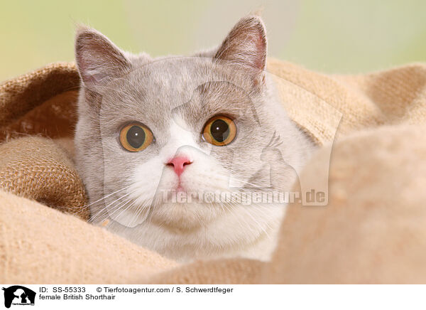 Britisch Kurzhaar Ktzin / female British Shorthair / SS-55333