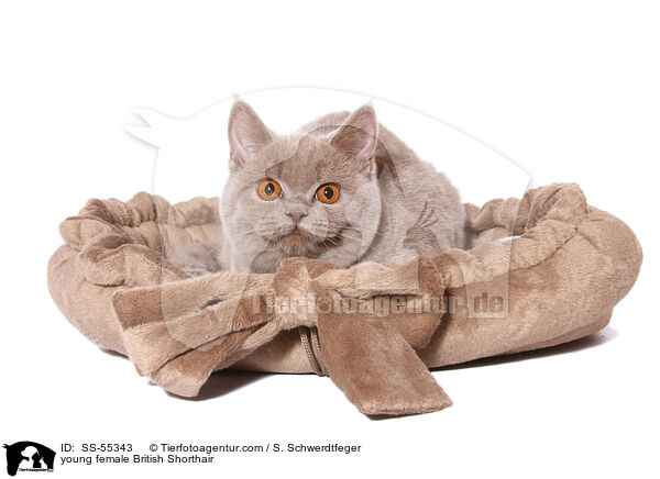 junge Britisch Kurzhaar Ktzin / young female British Shorthair / SS-55343