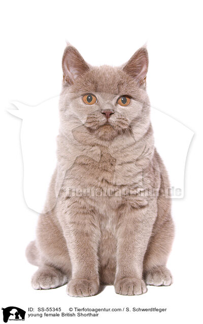 junge Britisch Kurzhaar Ktzin / young female British Shorthair / SS-55345