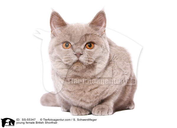 junge Britisch Kurzhaar Ktzin / young female British Shorthair / SS-55347