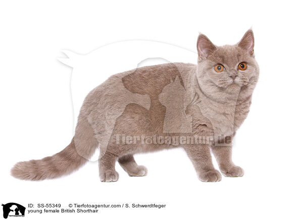 junge Britisch Kurzhaar Ktzin / young female British Shorthair / SS-55349