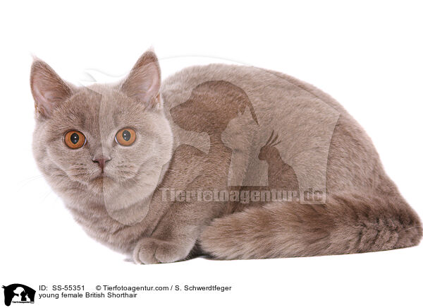 junge Britisch Kurzhaar Ktzin / young female British Shorthair / SS-55351